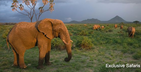kenya-safaris-animals