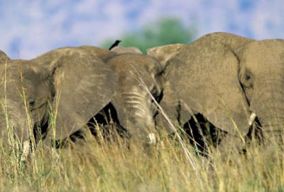 Kenya Safaris Packages