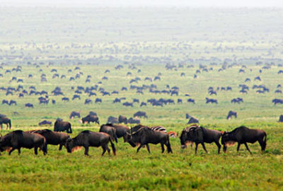 kenya-safaris-samburu