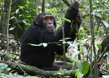 4 Days Chimps & Gorillas Uganda.jpg